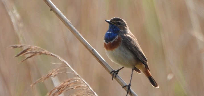 Blauwborst (Zevenhuizerplas). Foto van Jikke Lont.
